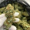 Jack Herer Strain